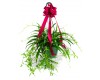 Spider Plant Hanging Basket